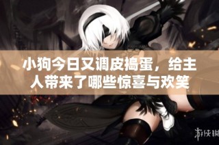小狗今日又调皮捣蛋，给主人带来了哪些惊喜与欢笑