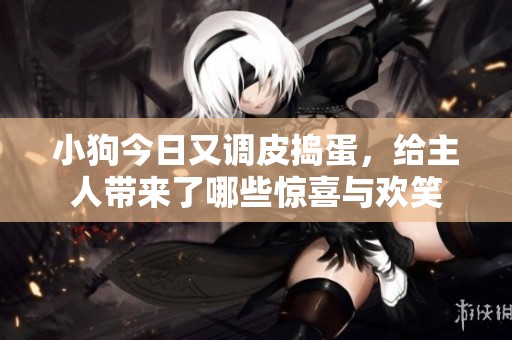 小狗今日又调皮捣蛋，给主人带来了哪些惊喜与欢笑